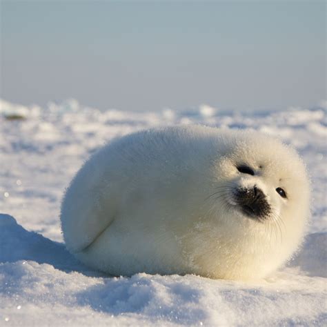 Seal